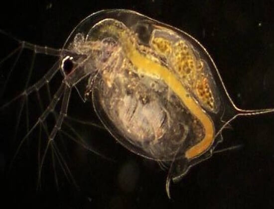 korm-dlya-ryb-daphnia-pulex